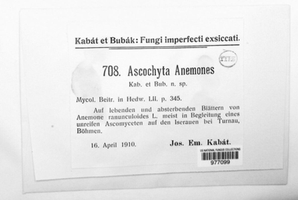 Ascochyta anemones image